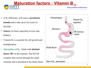 Amity Institute of Pharmacy
Maturation factors : Vitamin B12
• A B12 deficiency will cause a pernicious
anemia and it take up to two years to
develop.
• Source: In food, especially in liver and
kidneys.
• Vitamin B12 is essential for cell growth and
multiplication
• Absorption of B12 : binds with intrinsic
factor (IF) in the stomach. The B12-IF
complex then travels through the small
intestine and is absorbed in the distal ileum.
16
Distal ileum
Site of B12 absorption
Oesophagus
Stomach
IF Intrinsic
factor
Vitamin B12
ingested
 