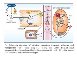 Fig: Schematic depiction of intestinal absorption, transport, utilization and
storageofiron Fe2+—Ferrous iron; Fe3+—Ferric iron; DMT1—Divalent metal
transporter1;Hb—Haemoglobin;REcell—Reticuloendothelial cell; FP1—Ferroportin;
Tf—Transferrin; TfR—Transferrin receptor
 