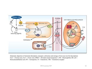 Haematinics