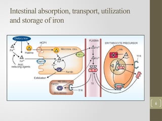Intestinal absorption, transport, utilization
and storage of iron
6
 