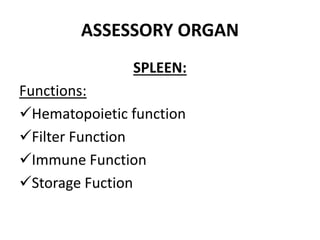 ASSESSORY ORGAN
SPLEEN:
Functions:
Hematopoietic function
Filter Function
Immune Function
Storage Fuction
 