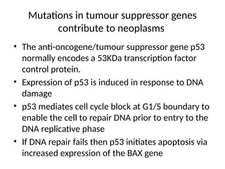 Mutations in tumour suppressor genes
contribute to neoplasms
• The anti-oncogene/tumour suppressor gene p53
normally encodes a 53KDa transcription factor
control protein.
• Expression of p53 is induced in response to DNA
damage
• p53 mediates cell cycle block at G1/S boundary to
enable the cell to repair DNA prior to entry to the
DNA replicative phase
• If DNA repair fails then p53 initiates apoptosis via
increased expression of the BAX gene
 