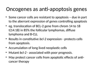 Oncogenes as anti-apoptosis genes
• Some cancer cells are resistant to apoptosis – due in part
to the aberrant expression of genes controlling apoptosis
• eg. translocation of BCL-2 gene from chrom 14 to 18
t(14:18) in 85% the follicular lymphomas, diffuse
lymphoma and B-CLL
• Results in constitutive bcl-2 expression - protects cells
from apoptosis.
• Accumulation of long lived neoplastic cells
• Mutant bcl-2 - associated with poor prognosis.
• May protect cancer cells from apoptotic effects of anti-
cancer therapy
 