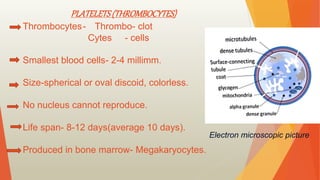 Haematology | PPTX