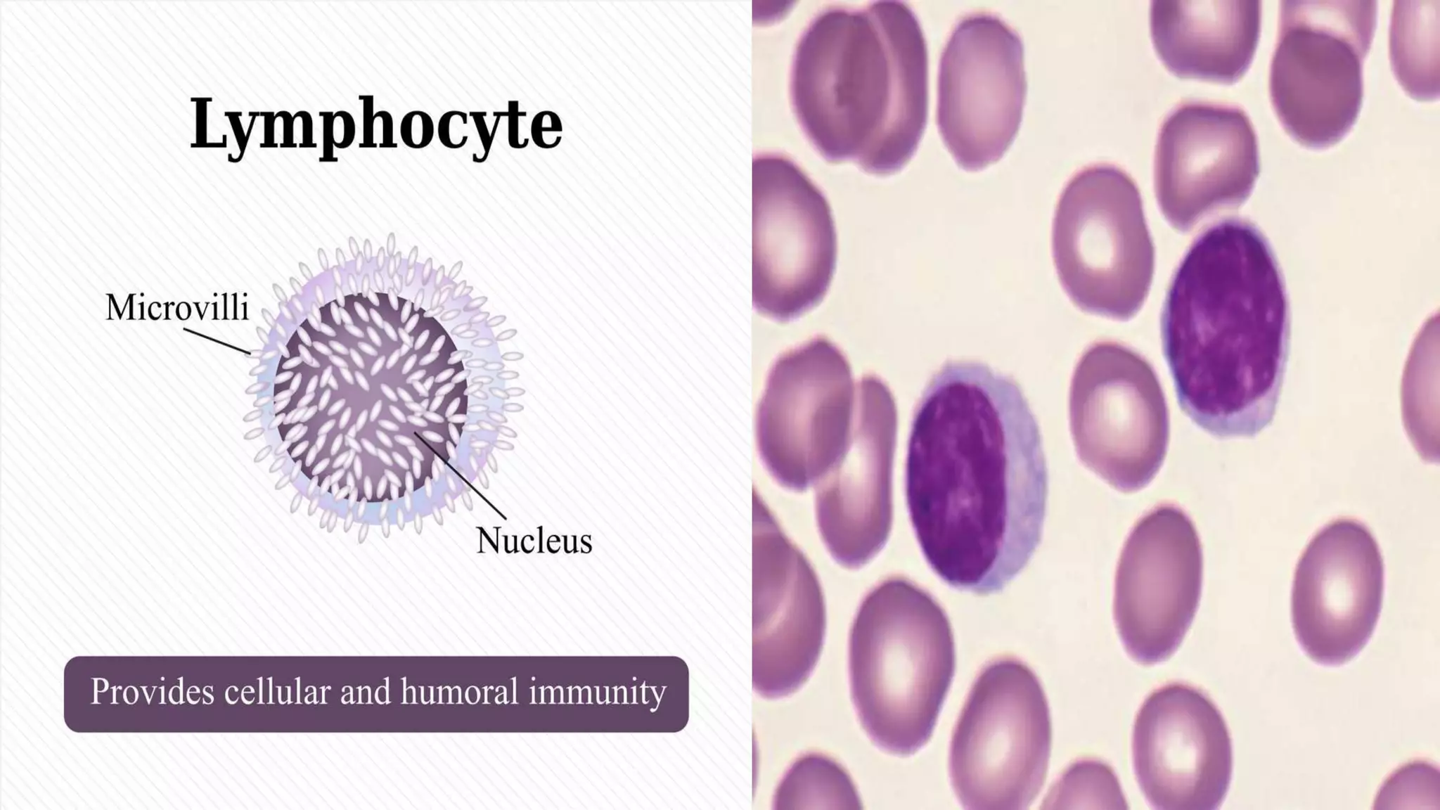 Leucocytes | PPTX