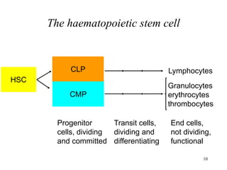 10
The haematopoietic stem cell
CLP
HSC
CMP
Lymphocytes
Granulocytes
erythrocytes
thrombocytes
Transit cells,
dividing and
differentiating
End cells,
not dividing,
functional
Progenitor
cells, dividing
and committed
 