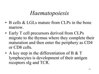 11
Haematopoiesis
• B cells & LGLs mature from CLPs in the bone
marrow.
• Early T cell precursors derived from CLPs
migrate to the thymus where they complete their
maturation and then enter the periphery as CD4
or CD8 cells.
• A key step in the differentiation of B & T
lymphocytes is development of their antigen
receptors sIg and TCR.
 