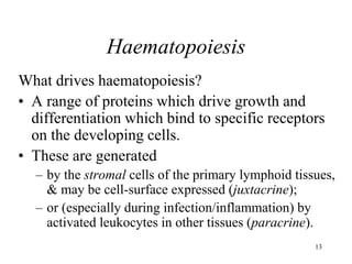 13
Haematopoiesis
What drives haematopoiesis?
• A range of proteins which drive growth and
differentiation which bind to specific receptors
on the developing cells.
• These are generated
– by the stromal cells of the primary lymphoid tissues,
& may be cell-surface expressed (juxtacrine);
– or (especially during infection/inflammation) by
activated leukocytes in other tissues (paracrine).
 