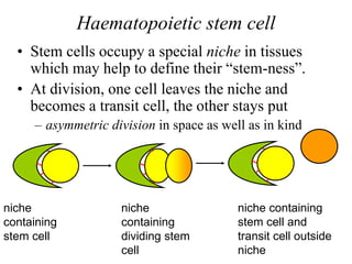 Haematopoietic stem cell
• Stem cells occupy a special niche in tissues
which may help to define their “stem-ness”.
• At division, one cell leaves the niche and
becomes a transit cell, the other stays put
– asymmetric division in space as well as in kind
niche
containing
stem cell
niche
containing
dividing stem
cell
niche containing
stem cell and
transit cell outside
niche
 