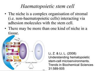 Haematopoietic stem cell
• The niche is a complex organisation of stromal
(i.e. non-haematopoietic cells) interacting via
adhesion molecules with the stem cell.
• There may be more than one kind of niche in a
tissue.
Li, Z. & Li, L. (2008)
Understanding hematopoietic
stem-cell microenvironments.
Trends in Biochemical Sciences
31:589-505
 