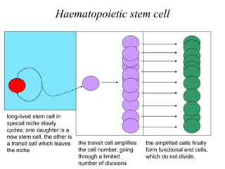long-lived stem cell in
special niche slowly
cycles: one daughter is a
new stem cell, the other is
a transit cell which leaves
the niche
the transit cell amplifies
the cell number, going
through a limited
number of divisions
the amplified cells finally
form functional end cells,
which do not divide.
Haematopoietic stem cell
 