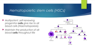 Haematopoietic stem cell transplantation | PPT