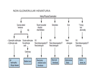 NON GLOMERULAR HEMATURIA
Q
 