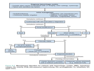 Haematuria management new
