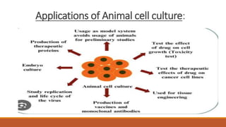 Applications of Animal cell culture:
 