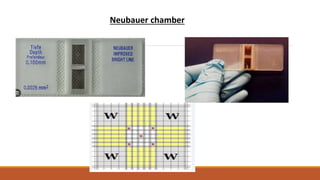 Neubauer chamber
 