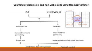 Counting of viable cells and non-viable cells using Haemocytometer:
Cell Dye(Tryptan)
Non viable cells Viable cells
Intact membrane
permeability
Increased membrane
permeability
Stained blue Exclude permeation of dye,hence not stained
Loaded onto the Haemocytometer Viable cells counted
 