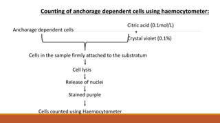Counting of anchorage dependent cells using haemocytometer:
Anchorage dependent cells
Citric acid (0.1mol/L)
+
Crystal violet (0.1%)
Cells in the sample firmly attached to the substratum
Cell lysis
Release of nuclei
Stained purple
Cells counted using Haemocytometer
 