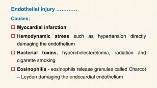 Endothelial injury …………
Causes;
 Myocardial infarction
 Hemodynamic stress such as hypertension directly
damaging the endothelium
 Bacterial toxins, hypercholesterolemia, radiation and
cigarette smoking
 Eosinophilia - eosinophils release granules called Charcot
– Leyden damaging the endocardial endothelium
 