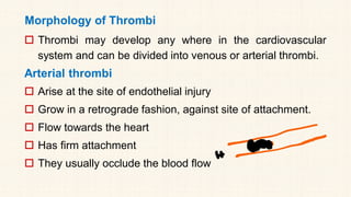 Morphology of Thrombi
 Thrombi may develop any where in the cardiovascular
system and can be divided into venous or arterial thrombi.
Arterial thrombi
 Arise at the site of endothelial injury
 Grow in a retrograde fashion, against site of attachment.
 Flow towards the heart
 Has firm attachment
 They usually occlude the blood flow
 