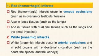 1. Red (hemorrhagic) infarcts
 Red (hemorrhagic) infarcts occur in venous occlusions
(such as in ovarian or testicular torsion)
 Also in loose tissues (such as the lungs)
 And in tissues with dual circulations such as the lungs and
the small intestine)
2. White (anaemic) infarcts
 White (anaemic) infarcts occur in arterial occlusions and
in solid organs with end-arterial circulation (such as the
heart, the spleen, and the kidneys)
 
