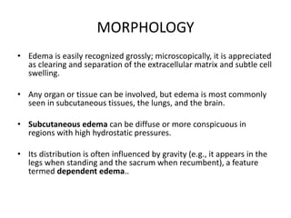 MORPHOLOGY
• Edema is easily recognized grossly; microscopically, it is appreciated
as clearing and separation of the extracellular matrix and subtle cell
swelling.
• Any organ or tissue can be involved, but edema is most commonly
seen in subcutaneous tissues, the lungs, and the brain.
• Subcutaneous edema can be diffuse or more conspicuous in
regions with high hydrostatic pressures.
• Its distribution is often influenced by gravity (e.g., it appears in the
legs when standing and the sacrum when recumbent), a feature
termed dependent edema..
 