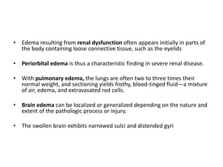 • Edema resulting from renal dysfunction often appears initially in parts of
the body containing loose connective tissue, such as the eyelids
• Periorbital edema is thus a characteristic finding in severe renal disease.
• With pulmonary edema, the lungs are often two to three times their
normal weight, and sectioning yields frothy, blood-tinged fluid—a mixture
of air, edema, and extravasated red cells.
• Brain edema can be localized or generalized depending on the nature and
extent of the pathologic process or injury.
• The swollen brain exhibits narrowed sulci and distended gyri
 