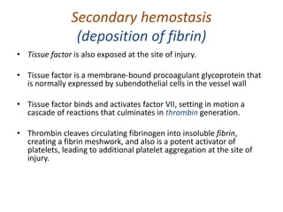 Secondary hemostasis
(deposition of fibrin)
• Tissue factor is also exposed at the site of injury.
• Tissue factor is a membrane-bound procoagulant glycoprotein that
is normally expressed by subendothelial cells in the vessel wall
• Tissue factor binds and activates factor VII, setting in motion a
cascade of reactions that culminates in thrombin generation.
• Thrombin cleaves circulating fibrinogen into insoluble fibrin,
creating a fibrin meshwork, and also is a potent activator of
platelets, leading to additional platelet aggregation at the site of
injury.
 