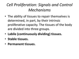 Cell Proliferation: Signals and Control
Mechanisms
• The ability of tissues to repair themselves is
determined, in part, by their intrinsic
proliferative capacity. The tissues of the body
are divided into three groups.
• Labile (continuously dividing) tissues.
• Stable tissues.
• Permanent tissues.
 