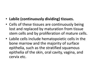 • Labile (continuously dividing) tissues.
• Cells of these tissues are continuously being
lost and replaced by maturation from tissue
stem cells and by proliferation of mature cells.
• Labile cells include hematopoietic cells in the
bone marrow and the majority of surface
epithelia, such as the stratified squamous
epithelia of the skin, oral cavity, vagina, and
cervix etc.
 