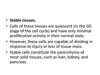 • Stable tissues.
• Cells of these tissues are quiescent (in the G0
stage of the cell cycle) and have only minimal
proliferative activity in their normal state.
• However, these cells are capable of dividing in
response to injury or loss of tissue mass.
• Stable cells constitute the parenchyma of
most solid tissues, such as liver, kidney, and
pancreas.
 