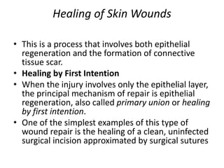 Healing of Skin Wounds
• This is a process that involves both epithelial
regeneration and the formation of connective
tissue scar.
• Healing by First Intention
• When the injury involves only the epithelial layer,
the principal mechanism of repair is epithelial
regeneration, also called primary union or healing
by first intention.
• One of the simplest examples of this type of
wound repair is the healing of a clean, uninfected
surgical incision approximated by surgical sutures
 