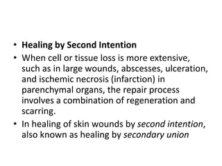 • Healing by Second Intention
• When cell or tissue loss is more extensive,
such as in large wounds, abscesses, ulceration,
and ischemic necrosis (infarction) in
parenchymal organs, the repair process
involves a combination of regeneration and
scarring.
• In healing of skin wounds by second intention,
also known as healing by secondary union
 