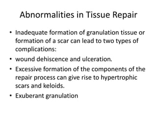 Abnormalities in Tissue Repair
• Inadequate formation of granulation tissue or
formation of a scar can lead to two types of
complications:
• wound dehiscence and ulceration.
• Excessive formation of the components of the
repair process can give rise to hypertrophic
scars and keloids.
• Exuberant granulation
 