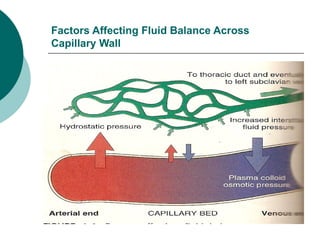 Factors Affecting Fluid Balance Across
Capillary Wall
 