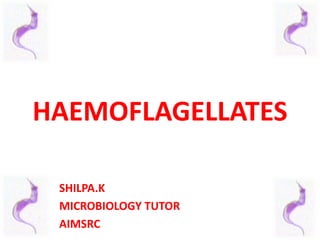 HAEMOFLAGELLATES
SHILPA.K
MICROBIOLOGY TUTOR
AIMSRC
 