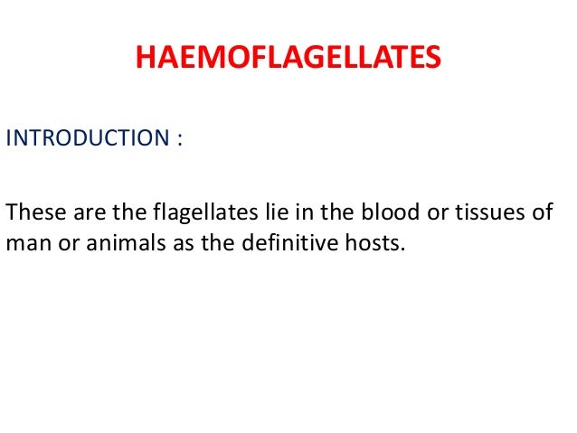 Haemoflagellates