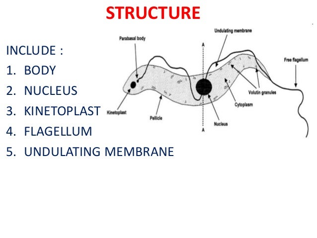 Haemoflagellates