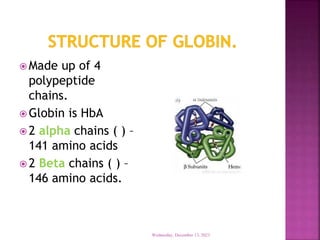  Made up of 4
polypeptide
chains.
 Globin is HbA
 2 alpha chains ( ) –
141 amino acids
 2 Beta chains ( ) –
146 amino acids.
Wednesday, December 13, 2023
 
