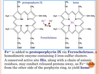 Fe haemoglobin.pptx Hb powerpoint presentation | PPTX