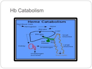 Hb Catabolism
 