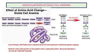 MOLECULAR BASIS OF SICKLE CELL ANAEMIA
Linus Pauling ( 1954 Noble prize ) reported abnormal electrophoretic mobility & peptide mapping
Glutamic acid ( sixth position on beta globin chain ) replaced by Valine (Recessive Mutation )
Hb A & Hb F PREVENT SICKLING
 