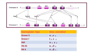 Haemoglobin Type Gene assembled
Grover II α ₂ ε ₂
Grover I ζ ₂ ε ₂
HbF α ₂ γ ₂
Hb A2 α ₂ δ ₂
Hb A α ₂ β ₂
 