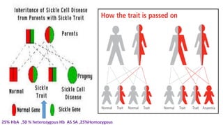 25% HbA ,50 % heterozygous Hb AS SA ,25%Homozygous
 