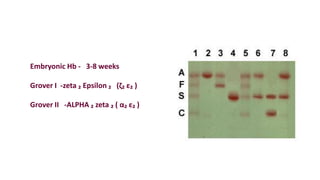 Embryonic Hb - 3-8 weeks
Grover I -zeta ₂ Epsilon ₂ (ζ₂ ε₂ )
Grover II -ALPHA ₂ zeta ₂ ( α₂ ε₂ )
 