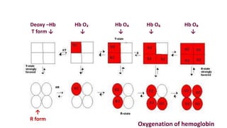 Deoxy –Hb Hb O₂ Hb O₄ Hb O₆ Hb O₈
T form ↓ ↓ ↓ ↓ ↓
↑
R form
Oxygenation of hemoglobin
 