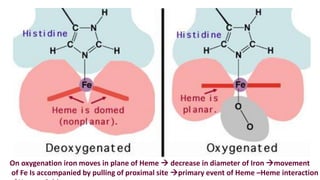 On oxygenation iron moves in plane of Heme  decrease in diameter of Iron movement
of Fe Is accompanied by pulling of proximal site primary event of Heme –Heme interaction
 