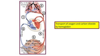 Transport of oxygen and carbon dioxide
by hemoglobin
 