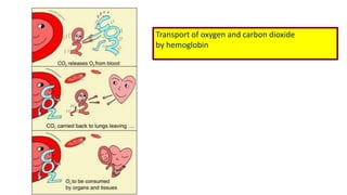 Transport of oxygen and carbon dioxide
by hemoglobin
 