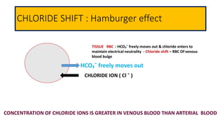 CHLORIDE SHIFT : Hamburger effect
HCO₃¯ freely moves out
TISSUE RBC : HCO₃¯ freely moves out & chloride enters to
maintain electrical neutrality - Chloride shift – RBC Of venous
blood bulge
CHLORIDE ION ( Cl ¯ )
CONCENTRATION OF CHLORIDE IONS IS GREATER IN VENOUS BLOOD THAN ARTERIAL BLOOD
 